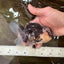 AAA Grade Panda Oranda Male 5 inches #051625OR_28