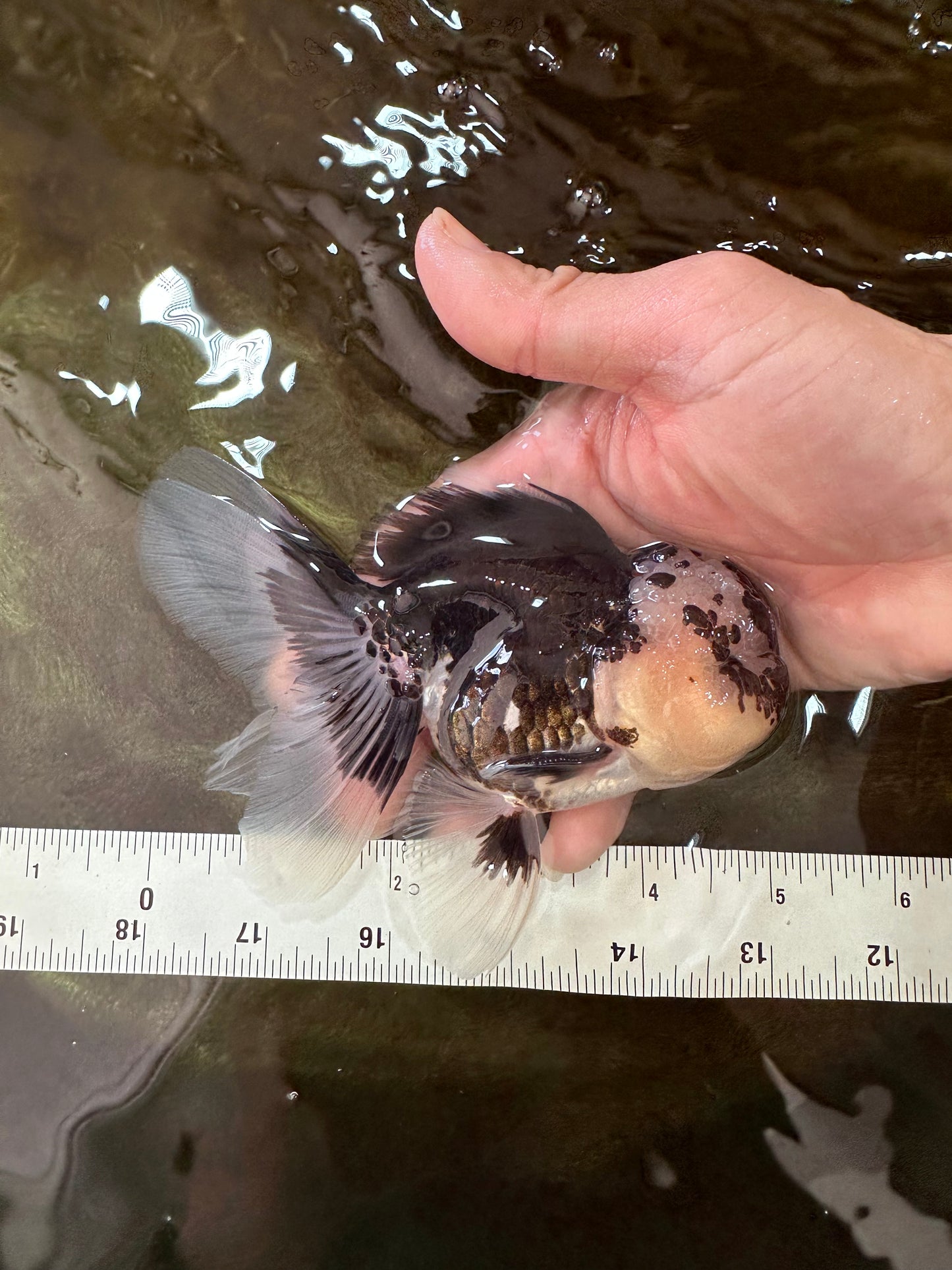 AAA Grade Panda Oranda Male 5 inches #051625OR_28