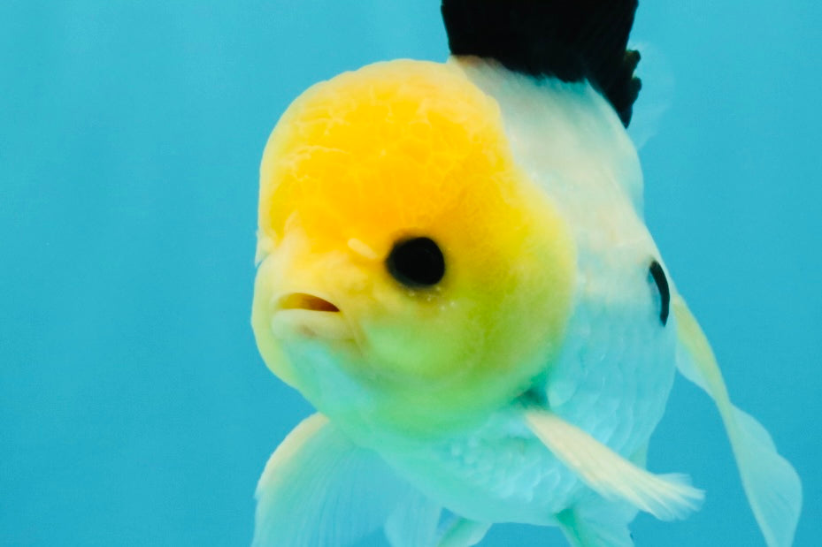 A Grade Panda Button Eyes Oranda Male 5-5.5 inches #031326OR_28