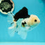 A Grade Tricolor Oranda Male 5.5 inches #111524OR_20