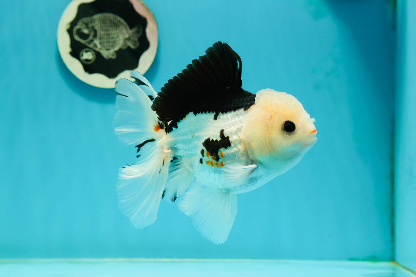 A Grade Tricolor Oranda Male 5.5 inches #111524OR_20