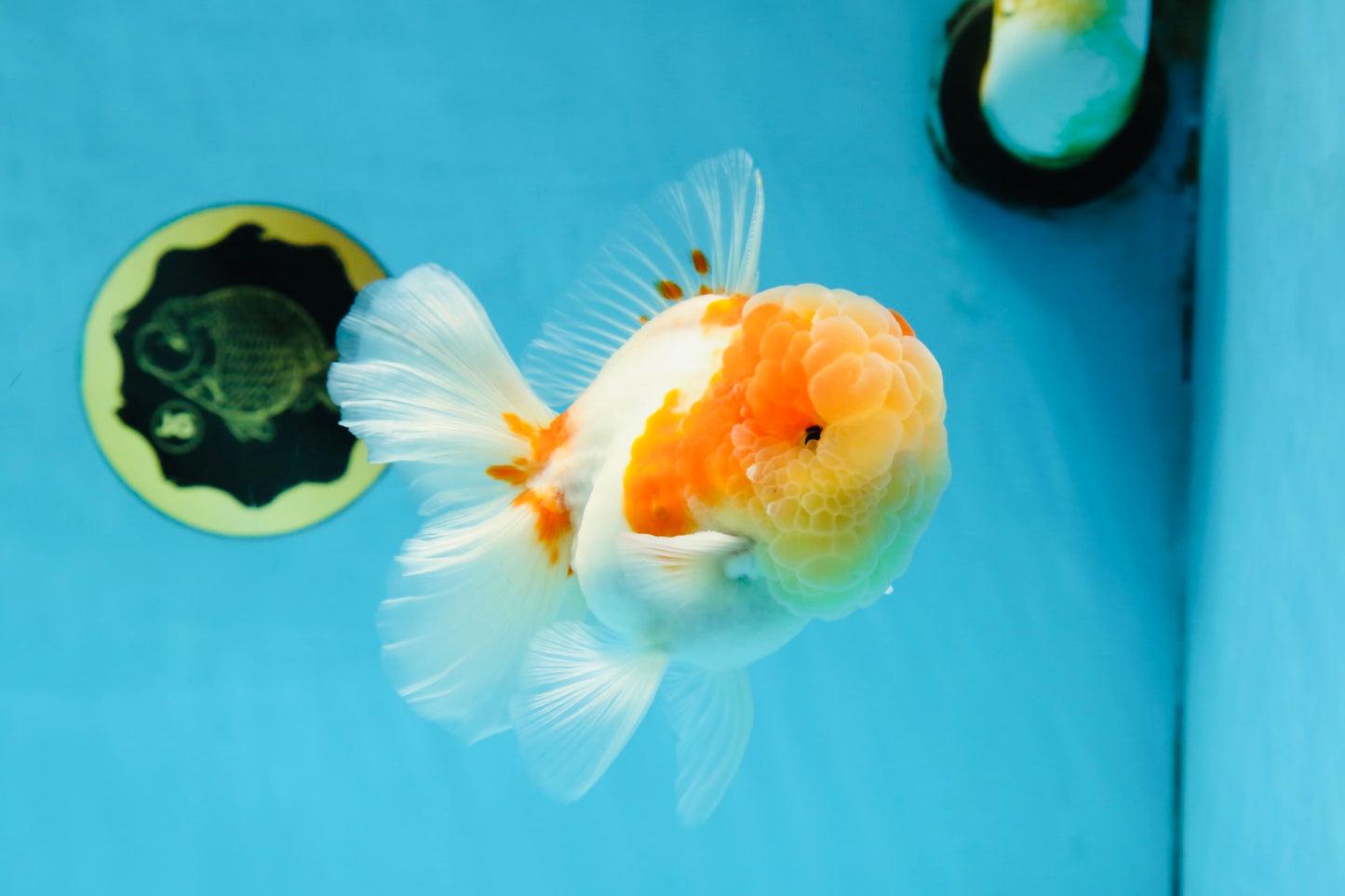 A Grade Sakura Oranda Male 4.5-5 inches #053025OR_28