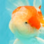 Red White Oranda Male 5 inches #101626OR_05