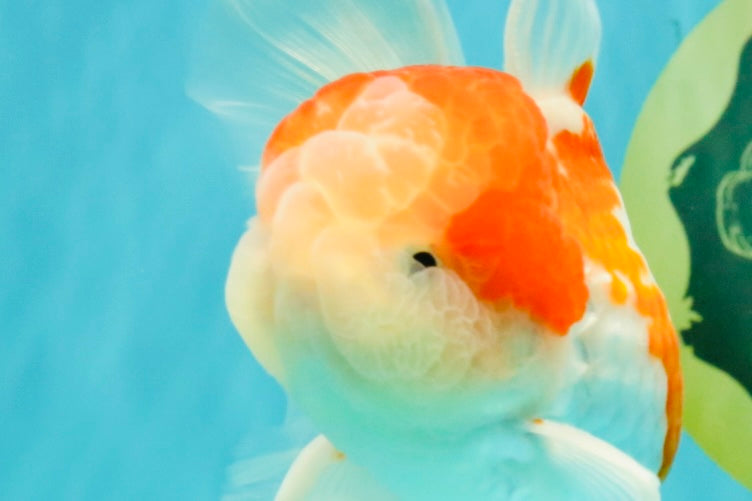 Red White Oranda Male 5 inches #101626OR_05