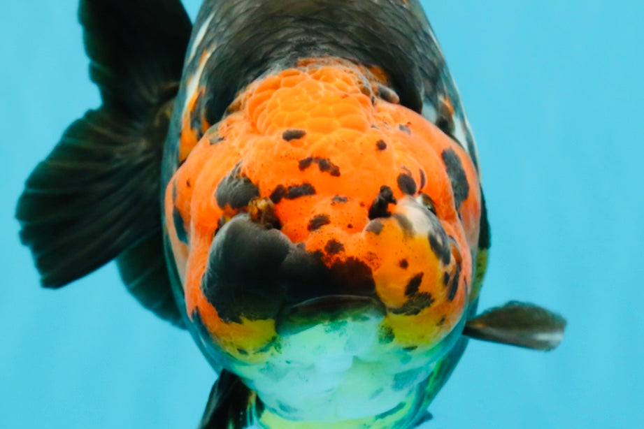 A Grade Jumbo Red Head Calico Chinese Ranchu Female 6.5-7 inches #022726RC_19