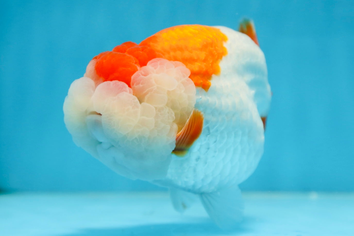 A Grade Red White LionKing 5.5 inches #091225LC_06