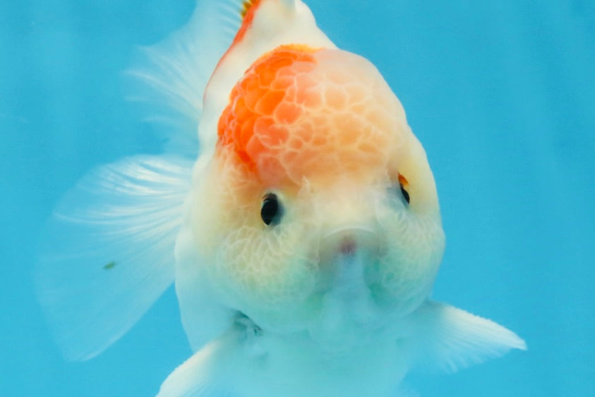 ADORABLE A Grade Sakura Yuanbao Male 4 inches #110725YB_10