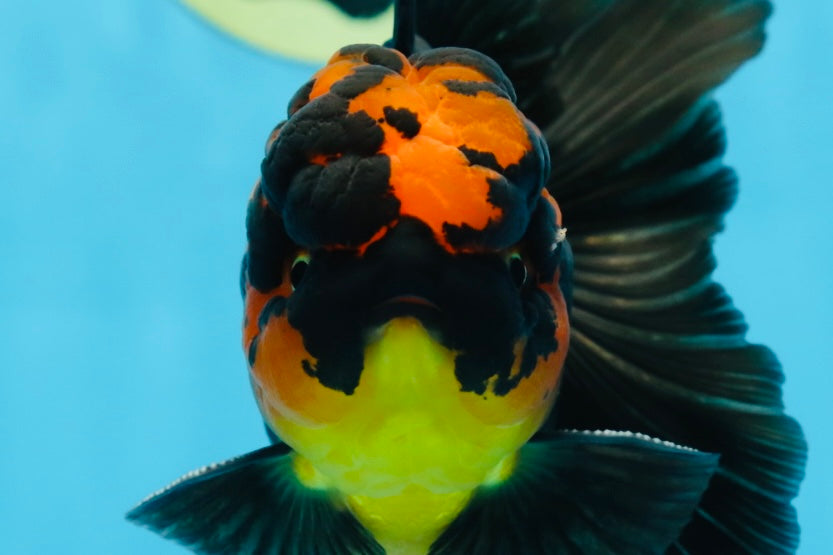 A Grade Apache Lava Head Oranda Male 5-5.5 inches #081525OR_25