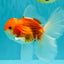 A Grade Red White Oranda Male 5.5-6 inches #090426OR_09