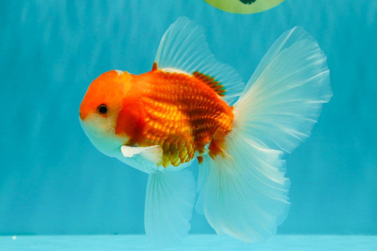 A Grade Red White Oranda Male 5.5-6 inches #090426OR_09