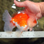FLUFFY WEN Red White Oranda Male 6.5 inches #040326OR_11