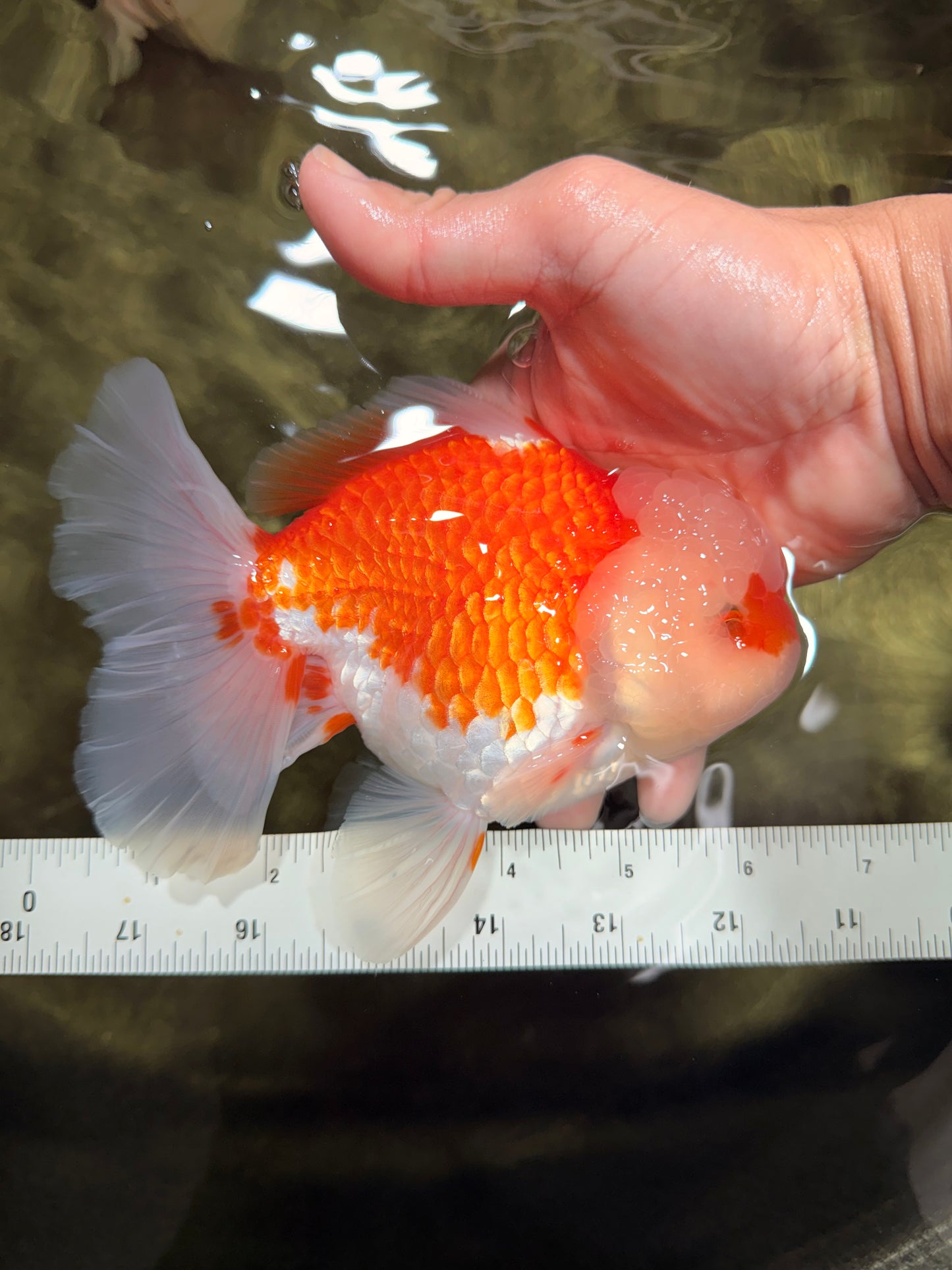 FLUFFY WEN Red White Oranda Male 6.5 inches #040326OR_11