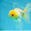 AAA Grade White Oranda Male 5 inches #042525OR_11