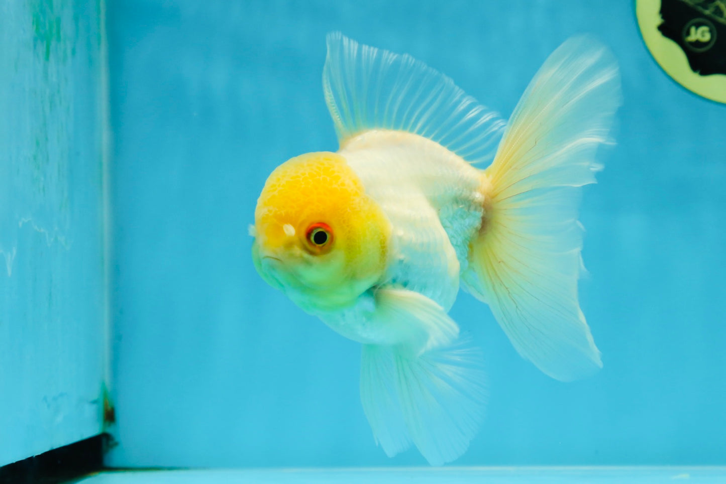 AAA Grade White Oranda Male 5 inches #042525OR_11