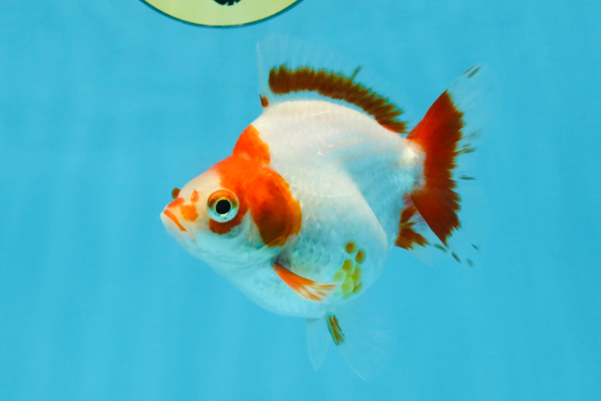 A Grade Red White Ryukin Female 3.5-4 inches #111425RK_04