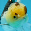 Panda Button Eyes Oranda Female 6 inches #0920OR_29