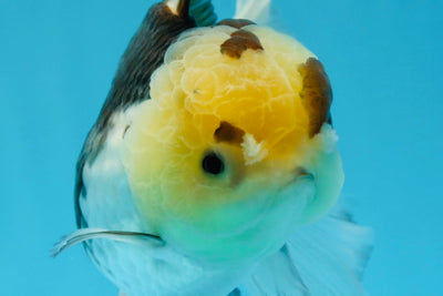 Panda Oranda hembra de ojos de botón de 6 pulgadas #0920OR_29