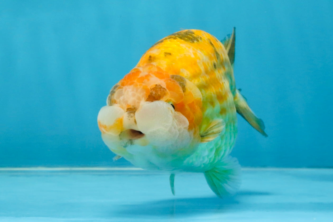 ADORABLE Sakura LionChu Female 5-5.5 inches #121925LC_07