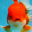 AAA Grade Young Godzilla Red White  Oranda Male 6-6.5 inches #081525OR_10
