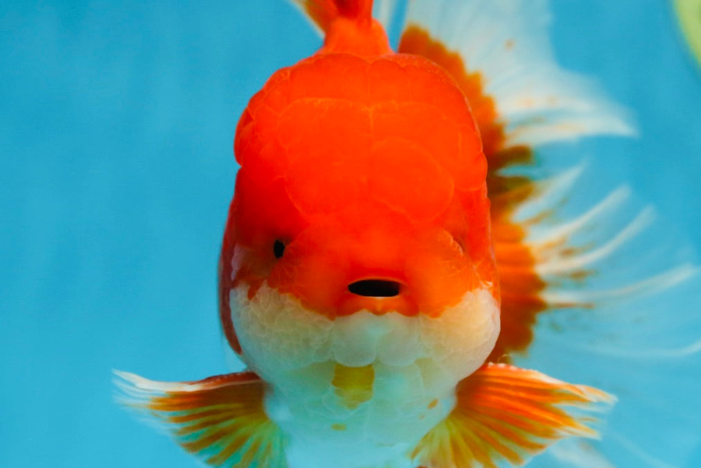 AAA Grade Young Godzilla Red White  Oranda Male 6-6.5 inches #081525OR_10