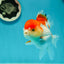 Red White Oranda Female 5 inches #110124OR_04