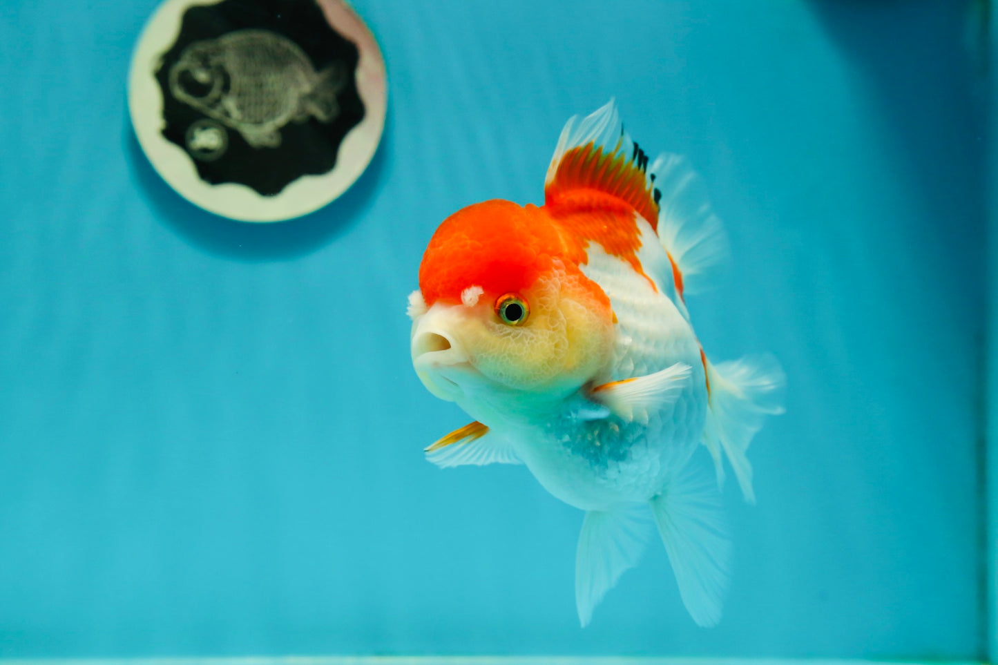 Red White Oranda Female 5 inches #110124OR_04