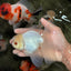 BEAUTY AAA Grade Little Chicken White Oranda Male 5.5 inches #072426OR_15