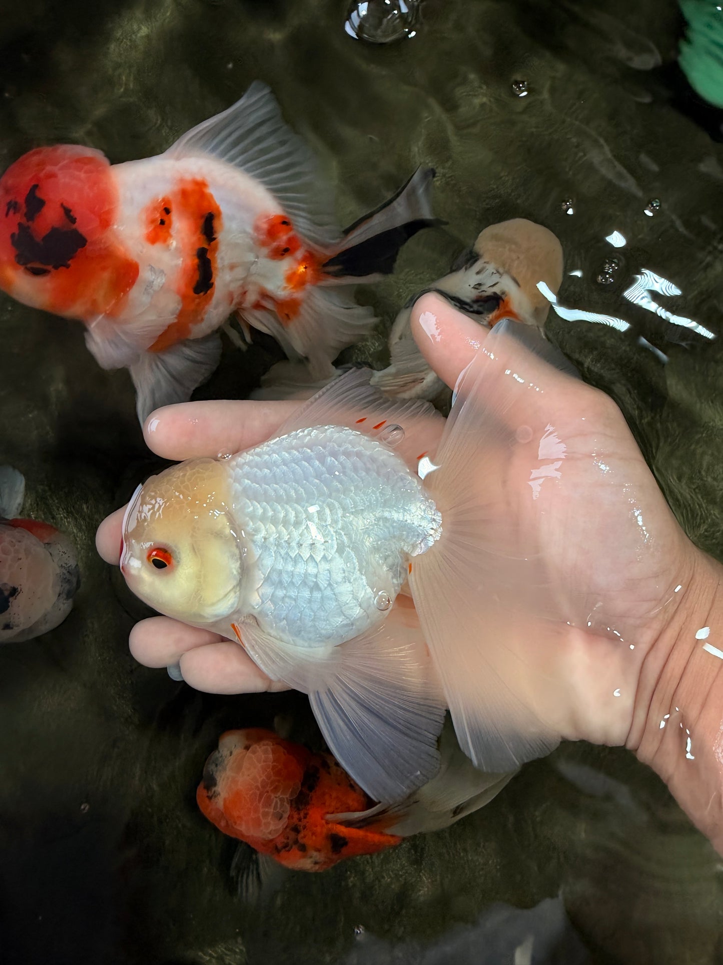 BEAUTY AAA Grade Little Chicken White Oranda Male 5.5 inches #072426OR_15