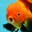 A Grade Apache (Black Orange) Oranda Male 5.5 inches #110124OR_09