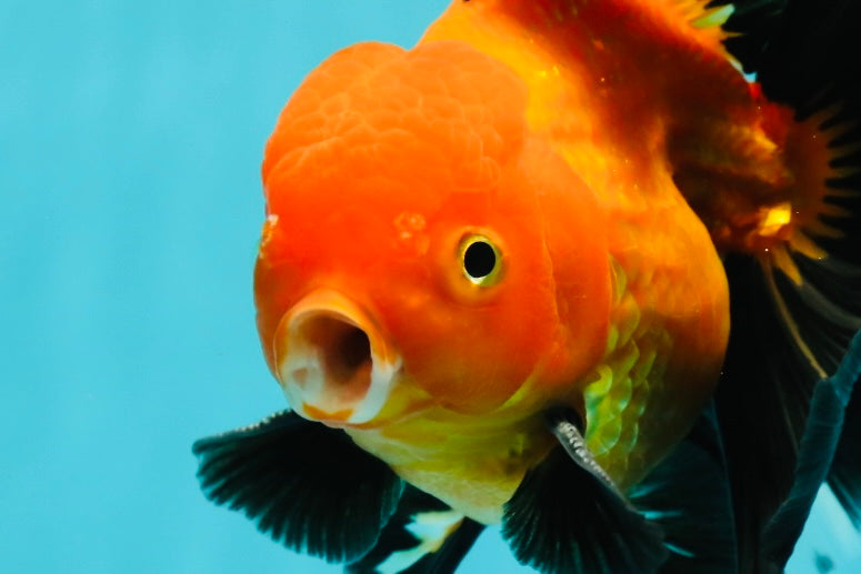 A Grade Apache (Black Orange) Oranda Male 5.5 inches #110124OR_09