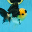 A Grade SPECIAL Panda Button Eyes Oranda Male 4.5-5 inches #072525OR_09