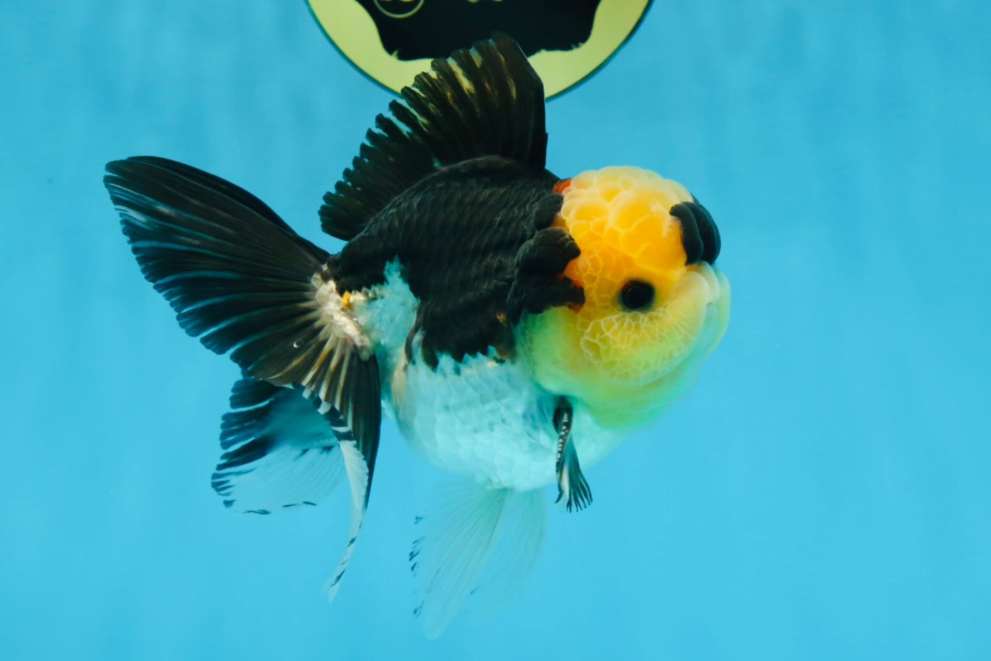 A Grade SPECIAL Panda Button Eyes Oranda Male 4.5-5 inches #072525OR_09