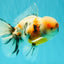 AAA Grade Calico Oranda Male 6-6.5 inches #070626OR_18