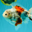 Calico Yuanbao Male 5.5 inches #051526YB_05