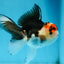 Tricolor Oranda Female 5 inches #091225OR_20