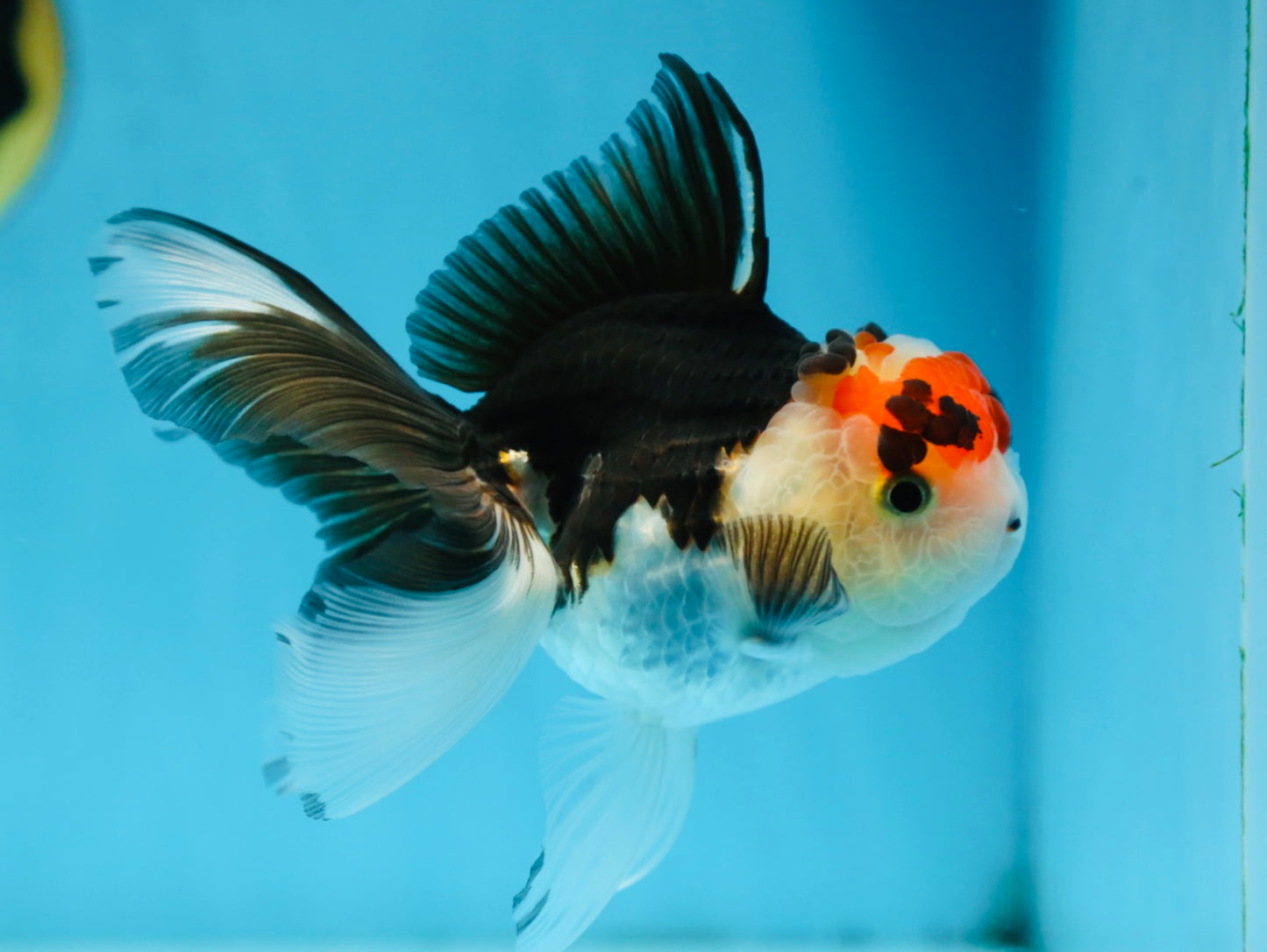 Tricolor Oranda Female 5 inches #091225OR_20