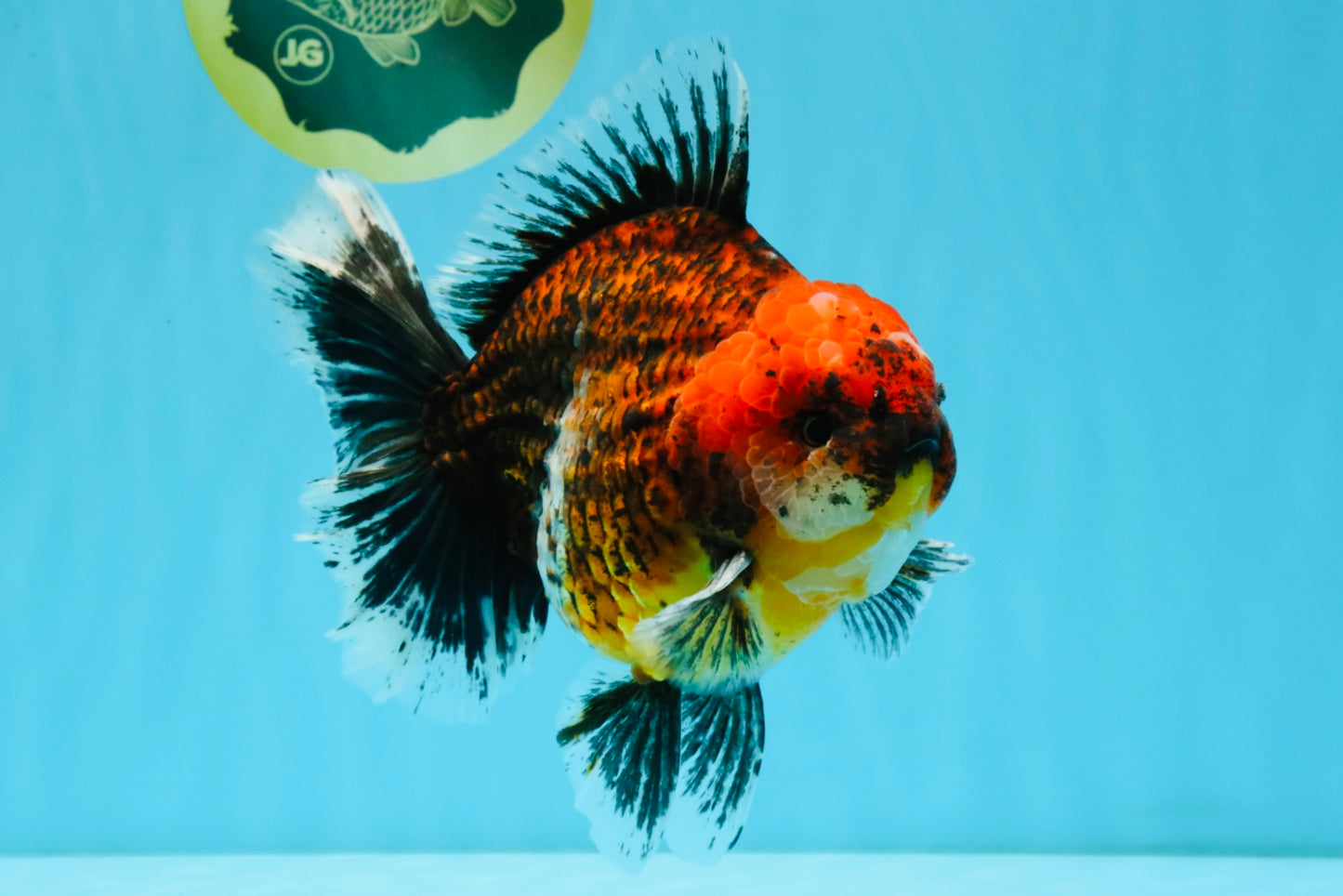 CHUNKY SUPER AAA Grade Godzilla Calico Oranda Male 6.5-7 inches #032726OR_07