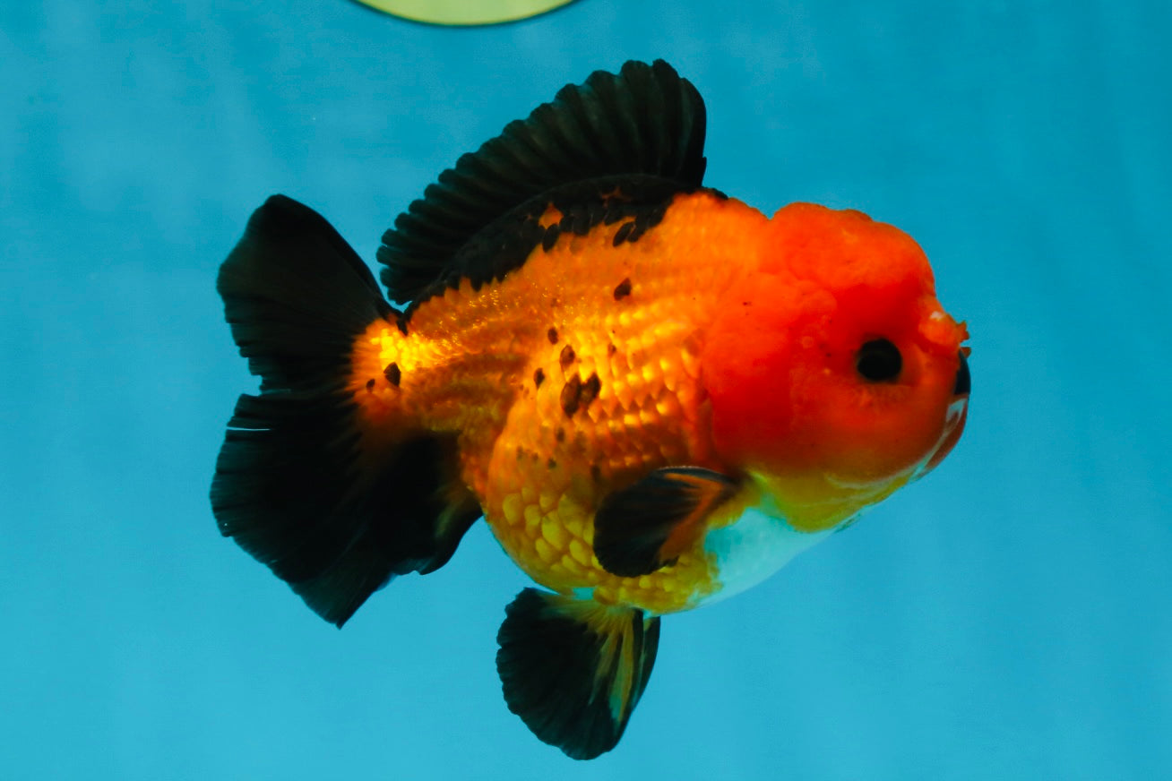 A Grade Pompom Apache Button Eyes Yuanbao Male 4 inches #050925YB_26