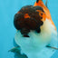 A Grade Tricolor Button Eyes Oranda Male 5-5.5 inches #080125OR_23