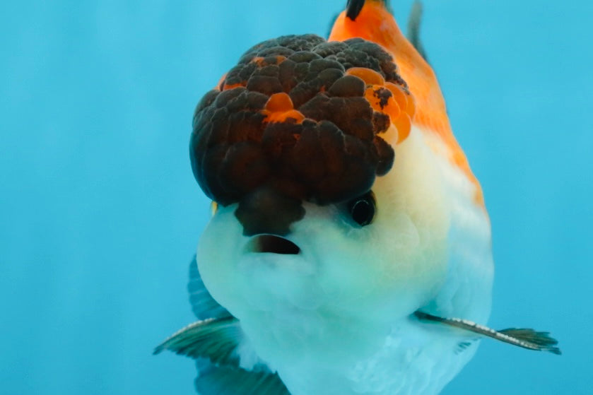 A Grade Tricolor Button Eyes Oranda Male 5-5.5 inches #080125OR_23