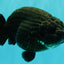 JAMES BOND AAA Grade Black Ranchu Female 6 inches #100926RC_34