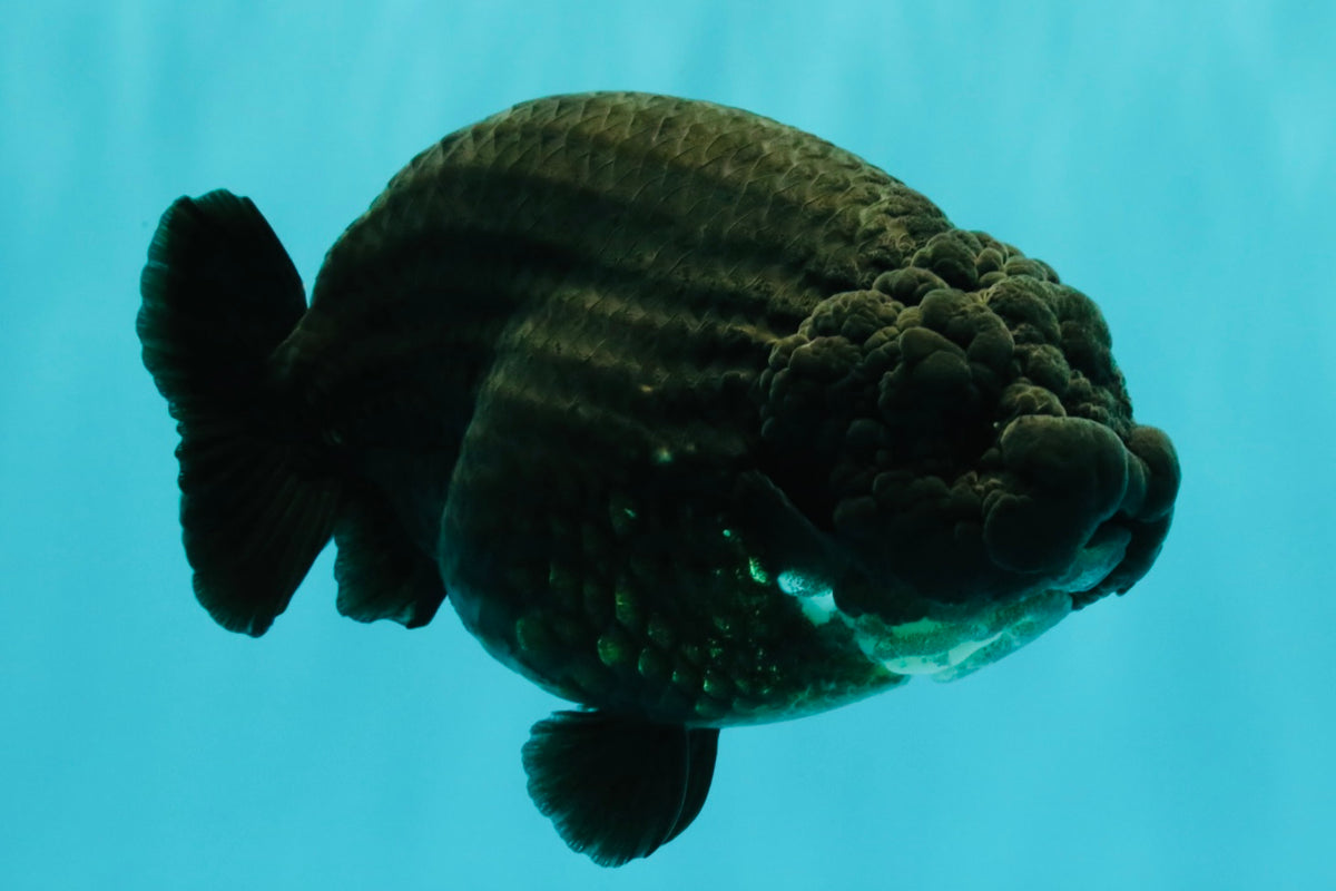 JAMES BOND AAA Grade Black Ranchu Female 6 inches #100926RC_34