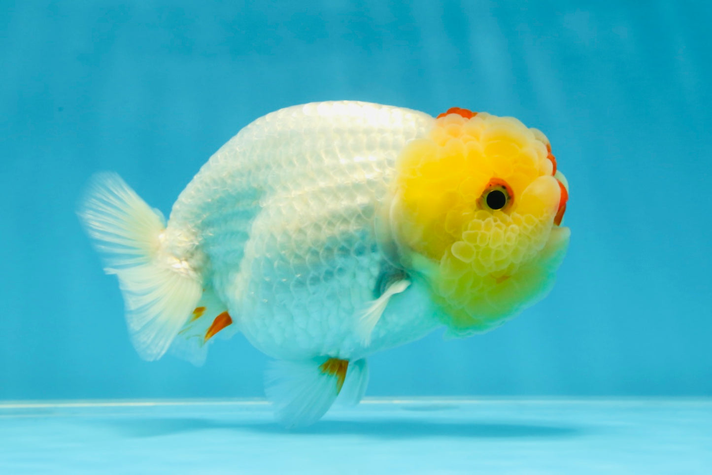 UNIQUE A Grade Red White LionQueen 4.5 inches #050225LC_18