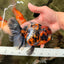 AAA Grade Special Calico Oranda Male 6 inches #062626OR_20