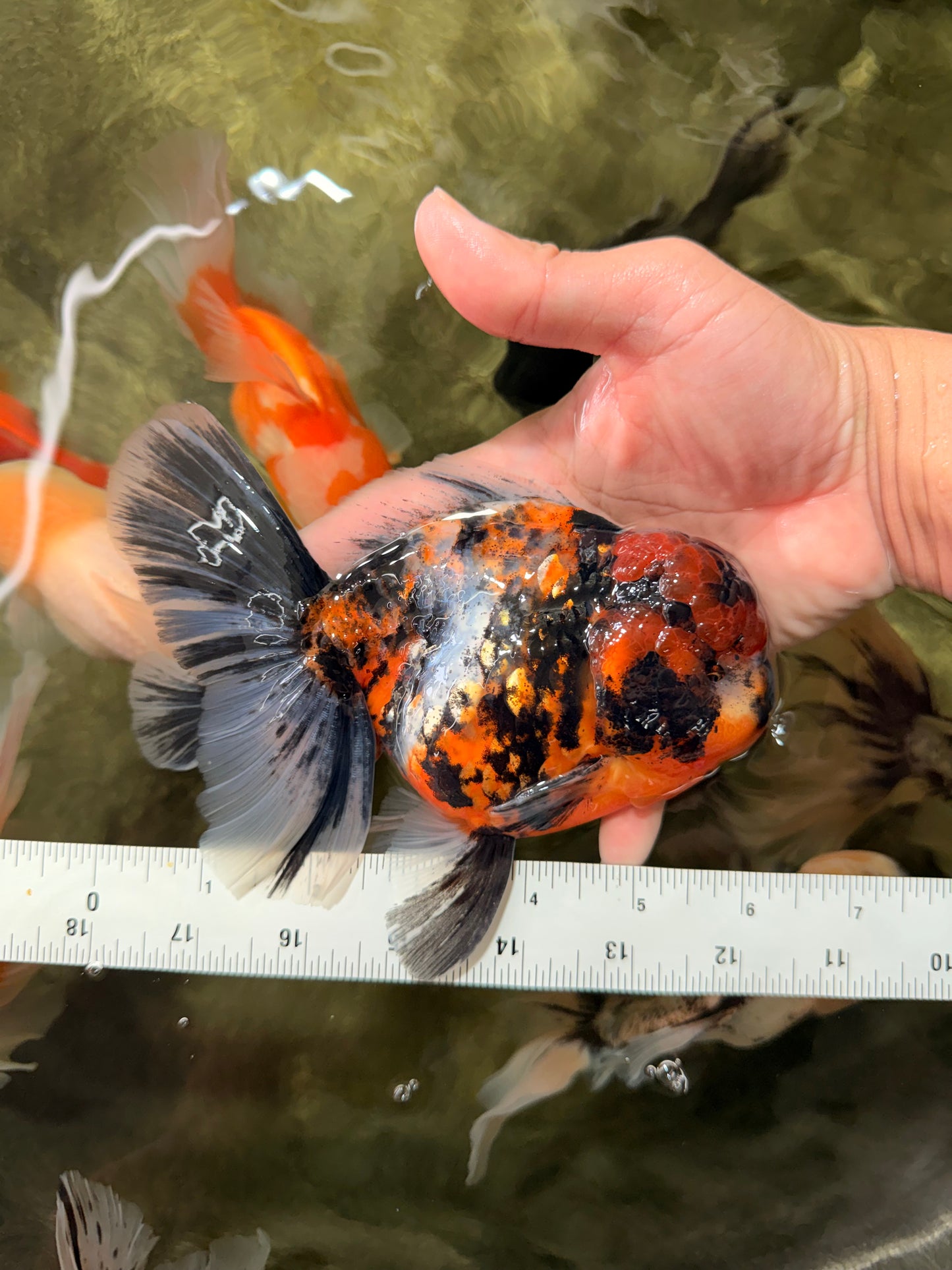 AAA Grade Special Calico Oranda Male 6 inches #062626OR_20