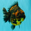 AAA Grade Jumbo Tiger Yuanbao Male 6.5 inches #062626YB_06