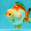 AAA Grade Red White Yuanbao Male 4.5-5 inches #082126YB_26