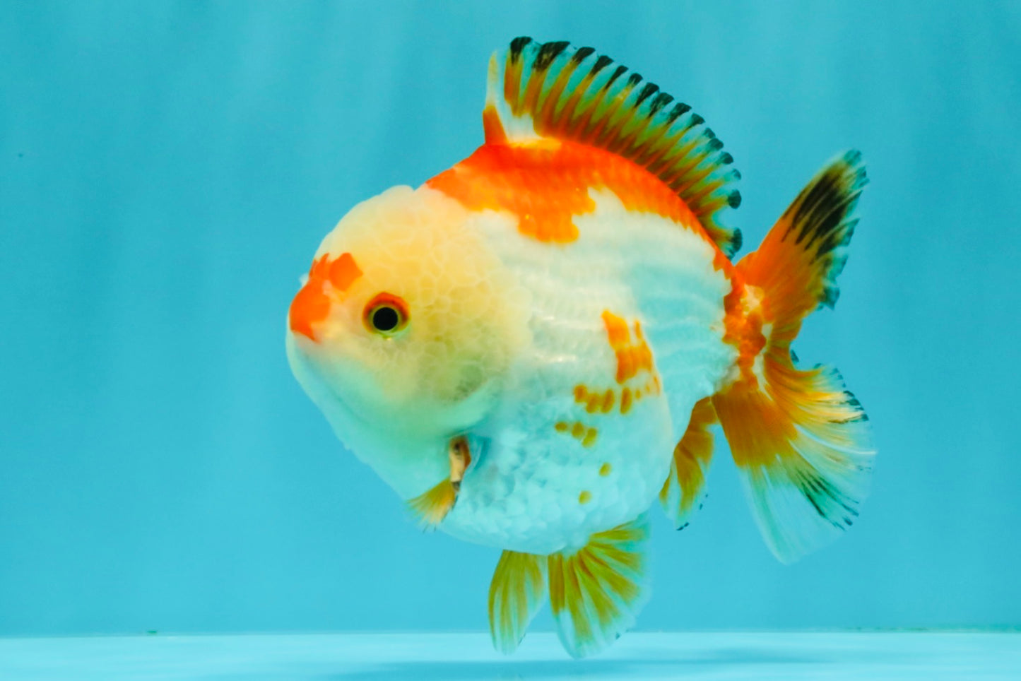 AAA Grade Red White Yuanbao Male 4.5-5 inches #082126YB_26
