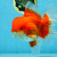 AAA Grade Young Godzilla Red White  Oranda Male 6-6.5 inches #081525OR_10