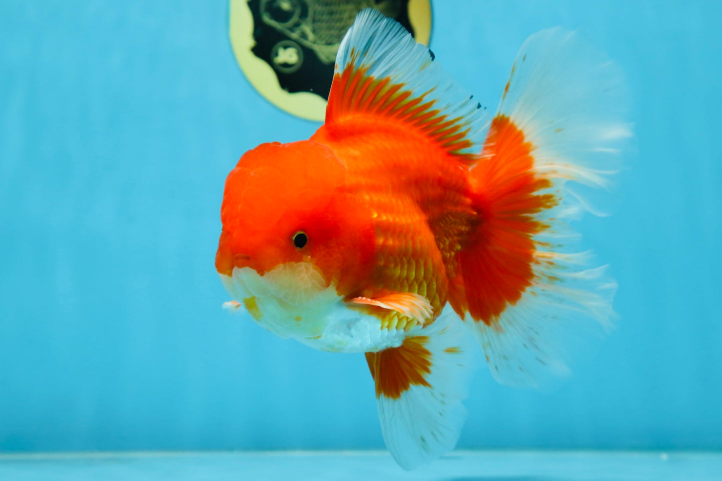 AAA Grade Young Godzilla Red White  Oranda Male 6-6.5 inches #081525OR_10
